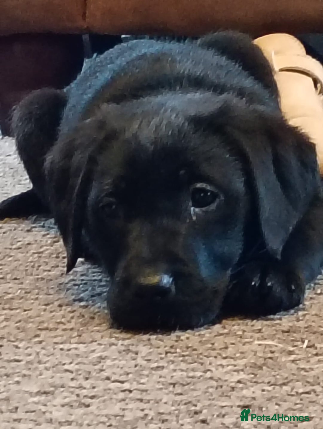 Labrador Retriever dogs for sale: 3x Male labrador puppies  - Image 3