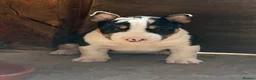 Miniature Bull terrier dogs for sale: Miniature English Bull Terrier - Advert 3