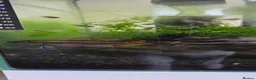 Other/Mixed Breed fish for sale: Rainbow Kribs (Pelvicachromis pulcher) in Coventry - Advert 2