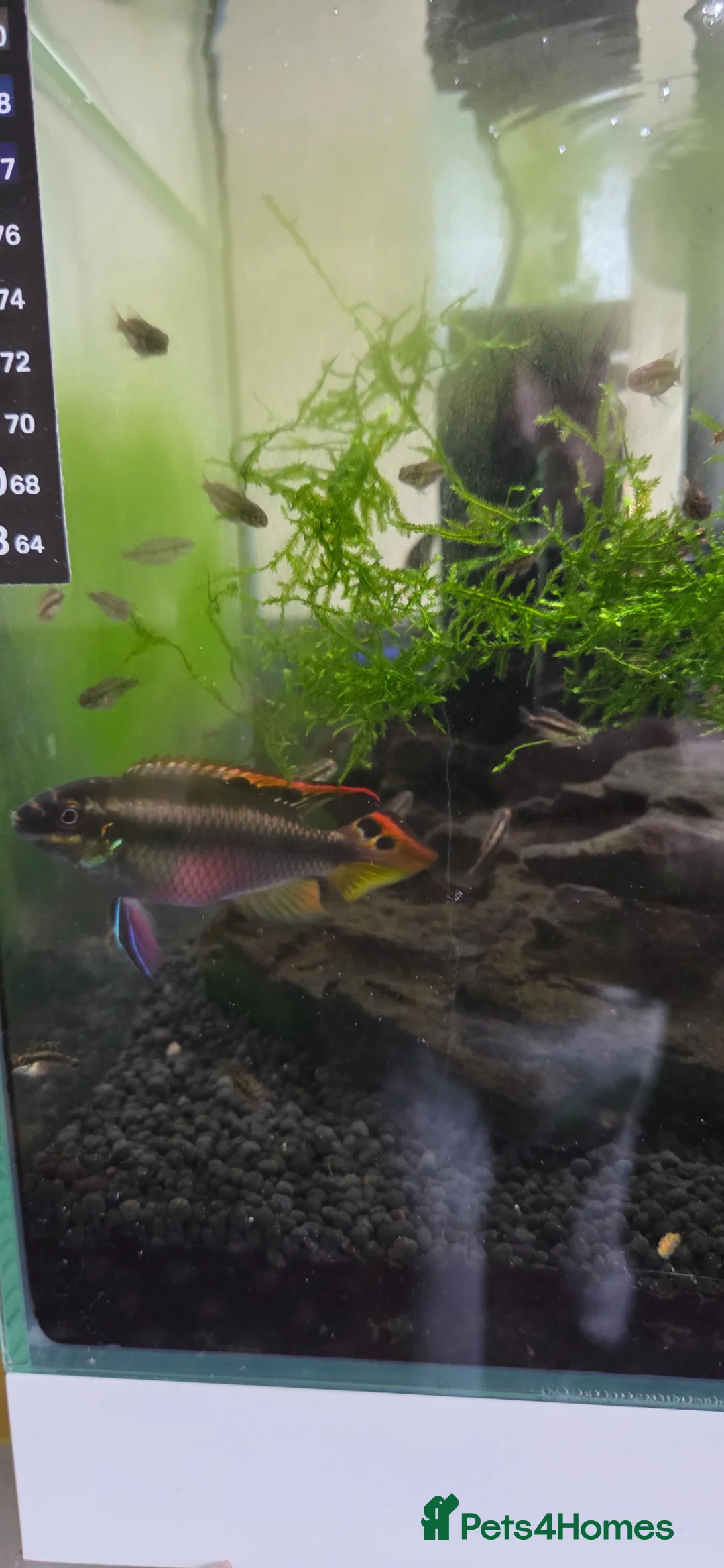 Other/Mixed Breed fish for sale: Rainbow Kribs (Pelvicachromis pulcher) in Coventry - Advert 2