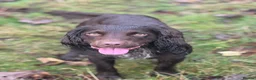 Cocker Spaniel dogs for stud: Working cocker for Stud *proven* - Advert 12