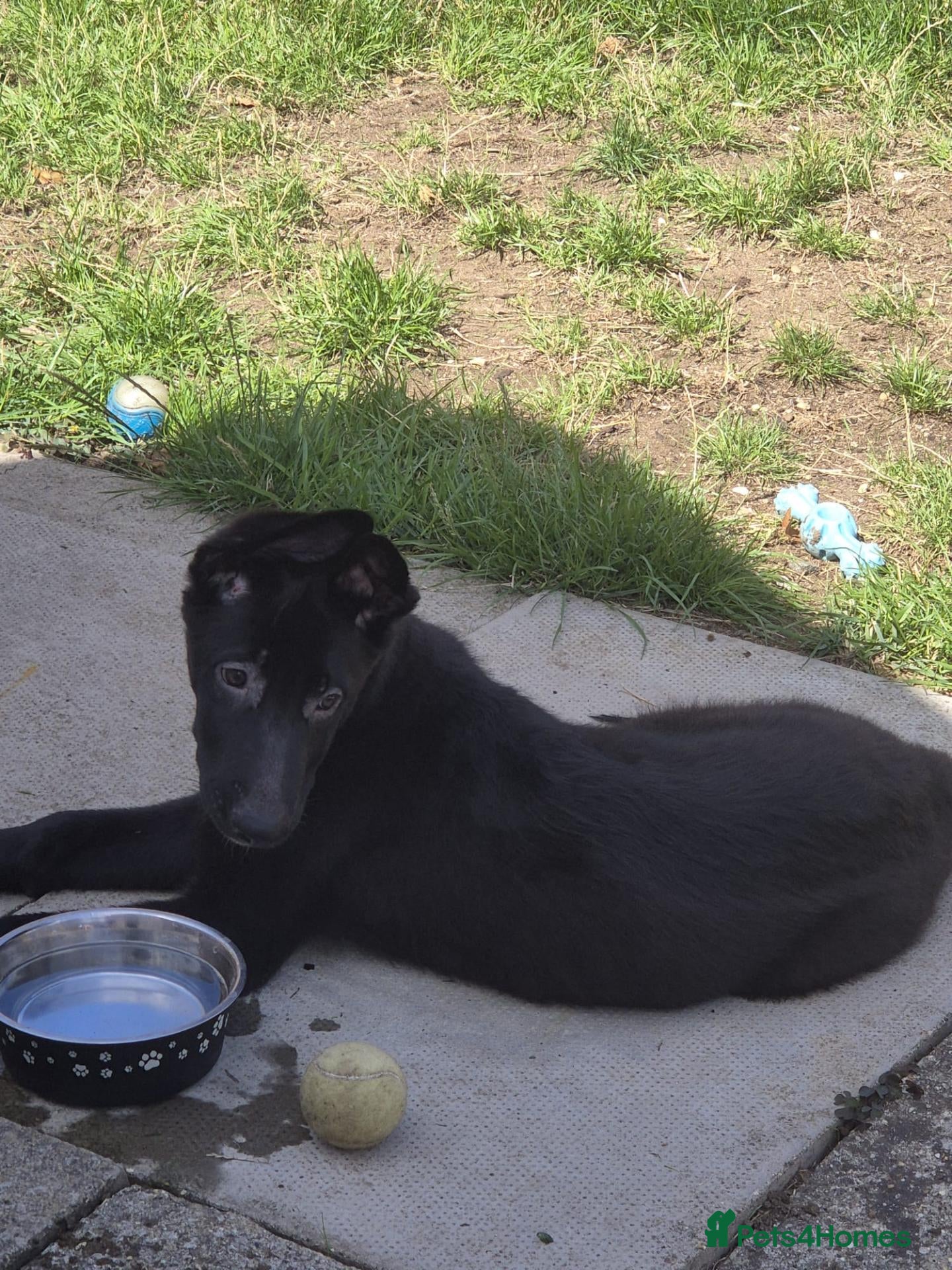 German Shepherd dogs 3 1/2 month German Shepherd puppy boy  - Advert 5