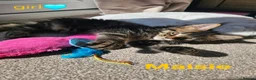 Maine Coon cats for sale: ✨ Meet Our Magnificent Maine Coon Kittens ✨ - Advert 12
