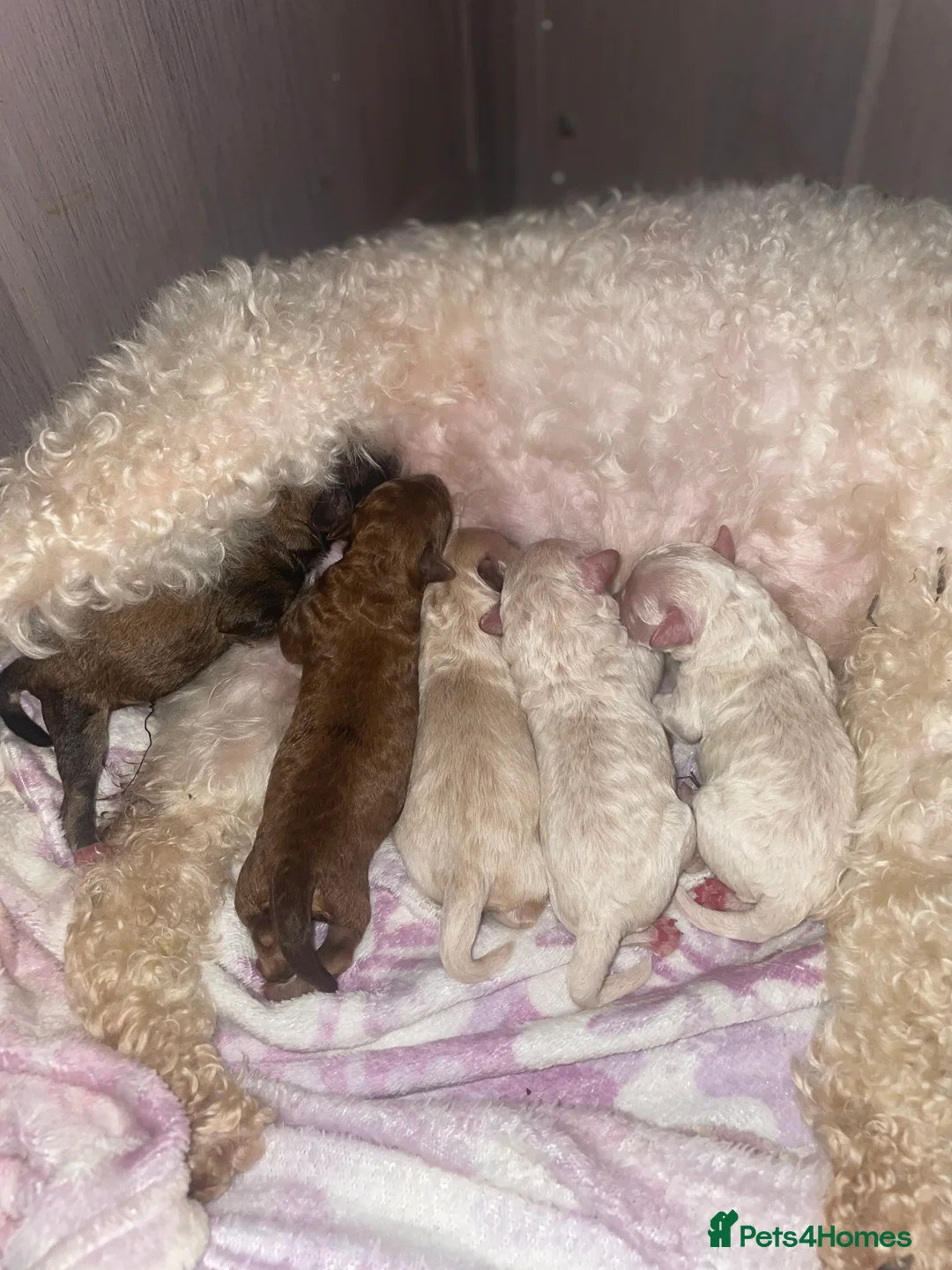 Mixed Breed dogs for sale: Toy poodles  - Advert 3