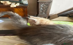 Maine Coon cats for sale: Reduced! Last Female Kitten - ready now!  - Image 5