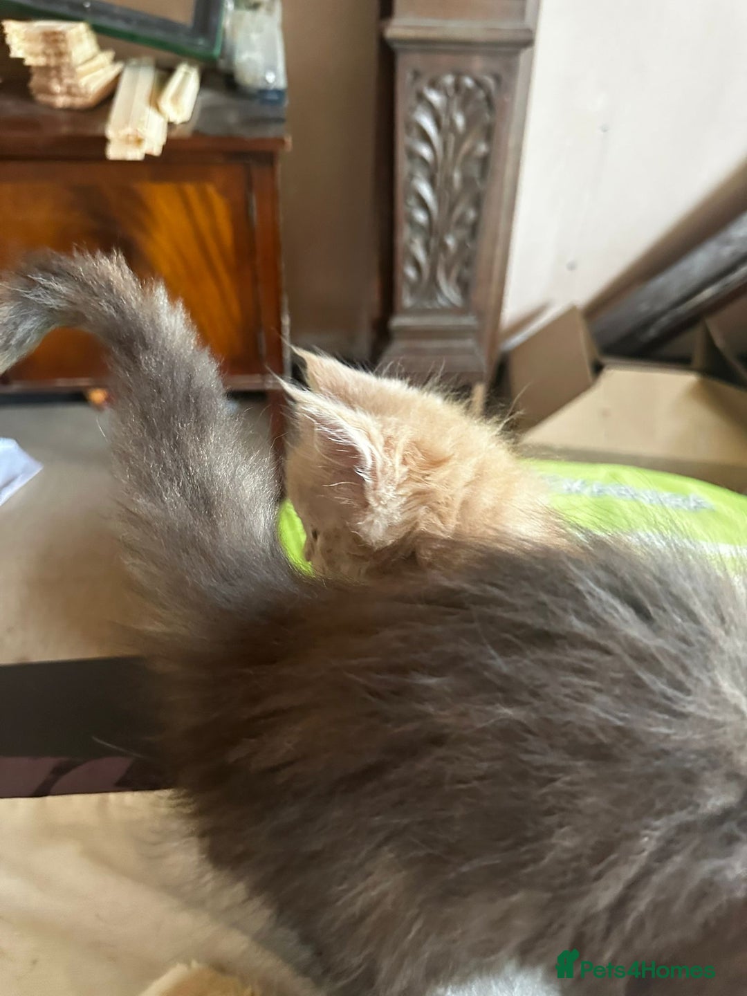 Maine Coon cats for sale: Reduced! Last Female Kitten - ready now!  - Image 5