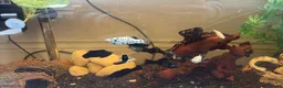 Mollies fish for sale: established fish tank   in Colchester - Advert 2