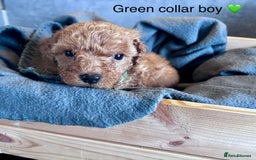 Cockapoo dogs for sale: ✨ READY SOON-Adorable F1B Cockapoo Puppies✨ - Image 15