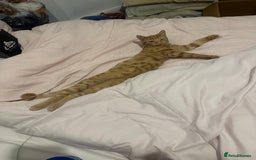 British Shorthair cats for sale: ginger kitten male - Image 1
