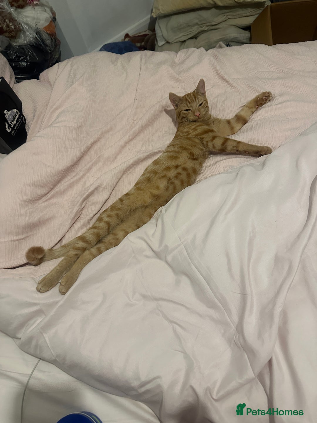 British Shorthair cats for sale: ginger kitten male - Image 1