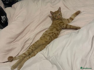 British Shorthair cats - Advert 4