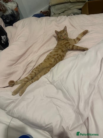 British Shorthair cats - Advert 5