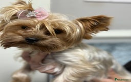 Yorkshire Terrier dogs for sale: Mini Yorkshire terrier - Image 5