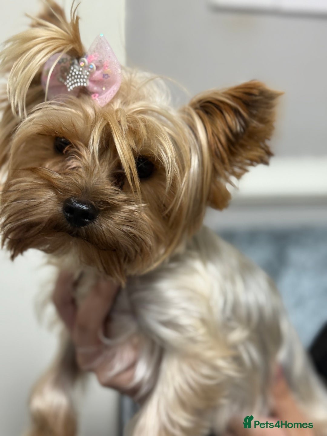 Yorkshire Terrier dogs for sale: Mini Yorkshire terrier - Image 5