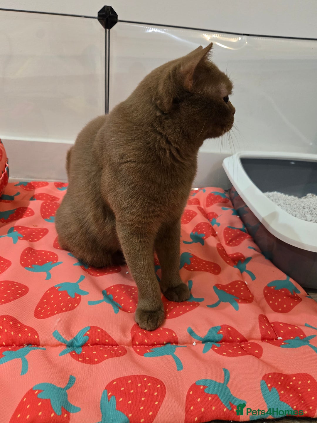 British Shorthair cats for sale: RARE Fawn British Shorthair Kitten £1000 - Advert 16