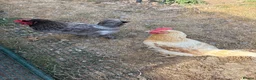 Chickens poultry for sale: Omlet eglu go up and two chickens - Advert 12