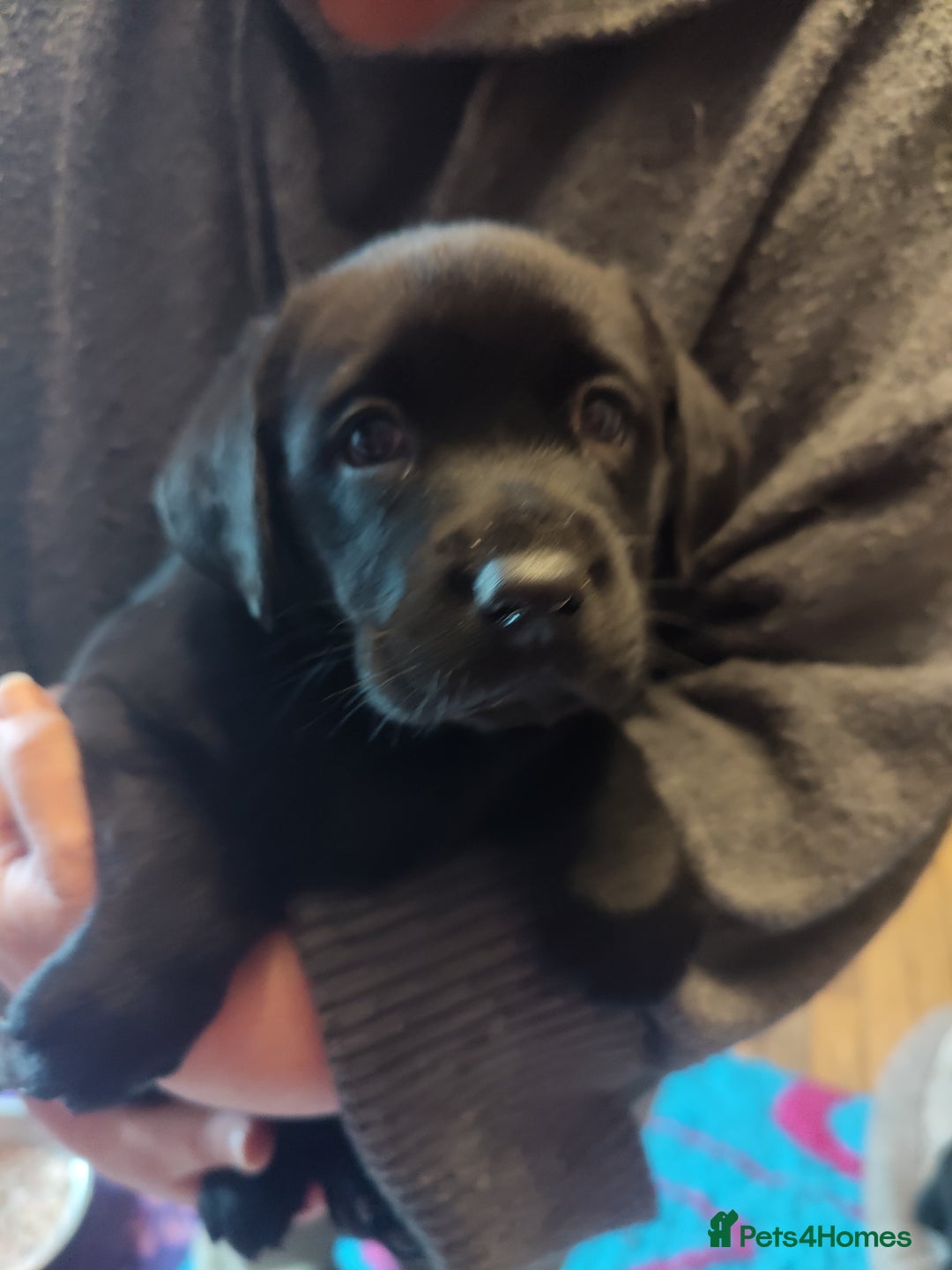 Labrador Retriever dogs for sale:  Vax, Chipped & KC reg black Labrador Puppies  - Image 21