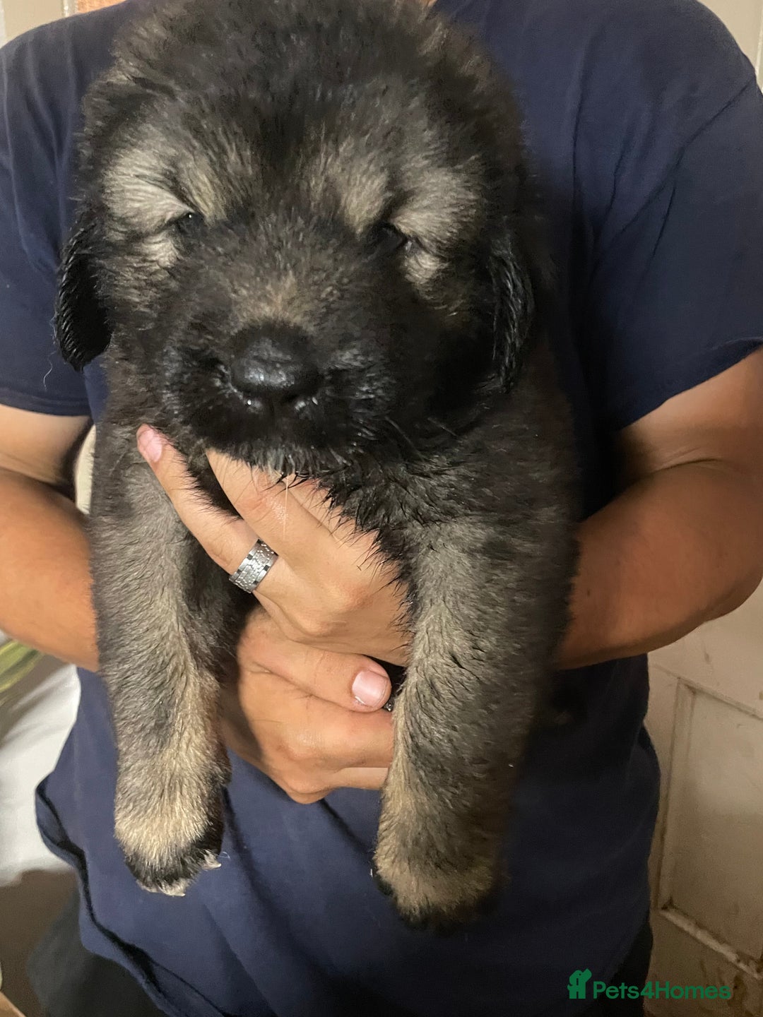 Caucasian Shepherd Dog dogs for sale: Beautiful puppies from huge parents  - Image 11