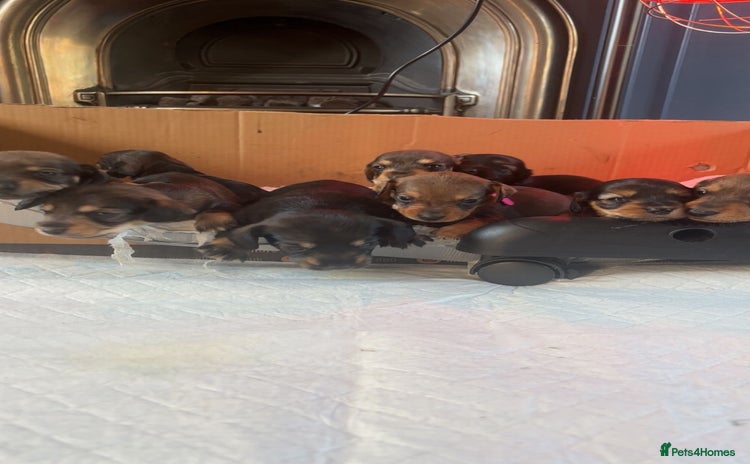 Dachshund dogs - Advert 3