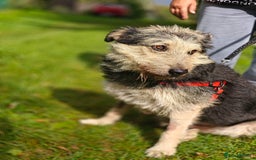 Mixed Breed dogs for adoption: 💙🐶 THEO 🐶💙 - Image 15