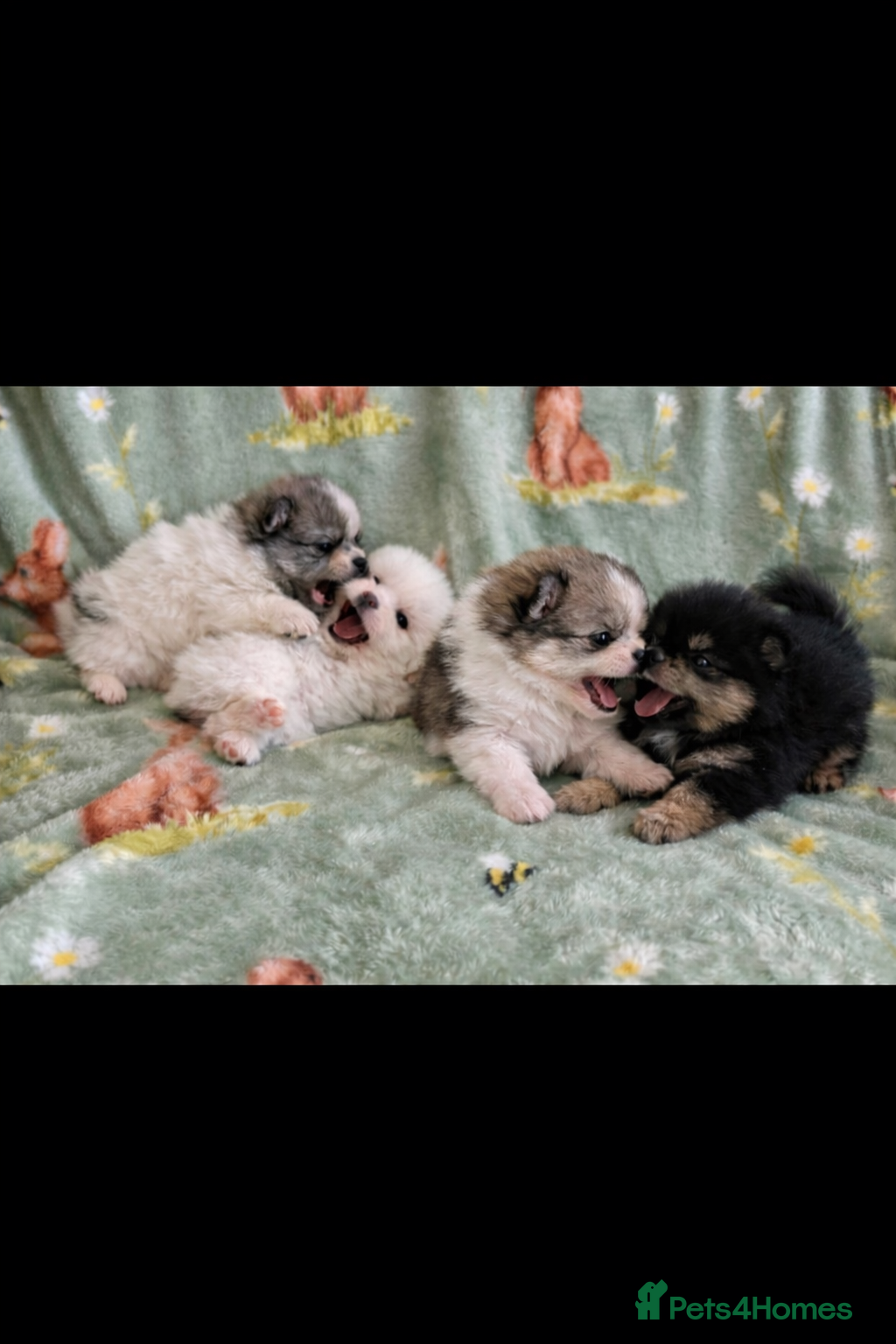Pomeranian dogs Rainbow litter all different colors and markings  - Advert 5