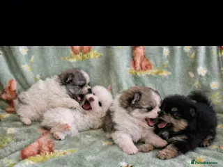 Pomeranian dogs Rainbow litter all different colors and markings - Advert 17