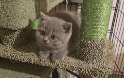 British Shorthair cats for sale: Pure british  shorthair  kittens  - Image 34