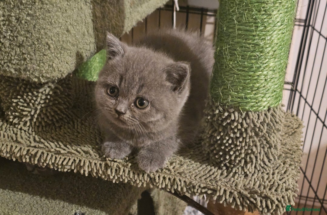 British Shorthair cats for sale: Pure british  shorthair  kittens  - Image 34