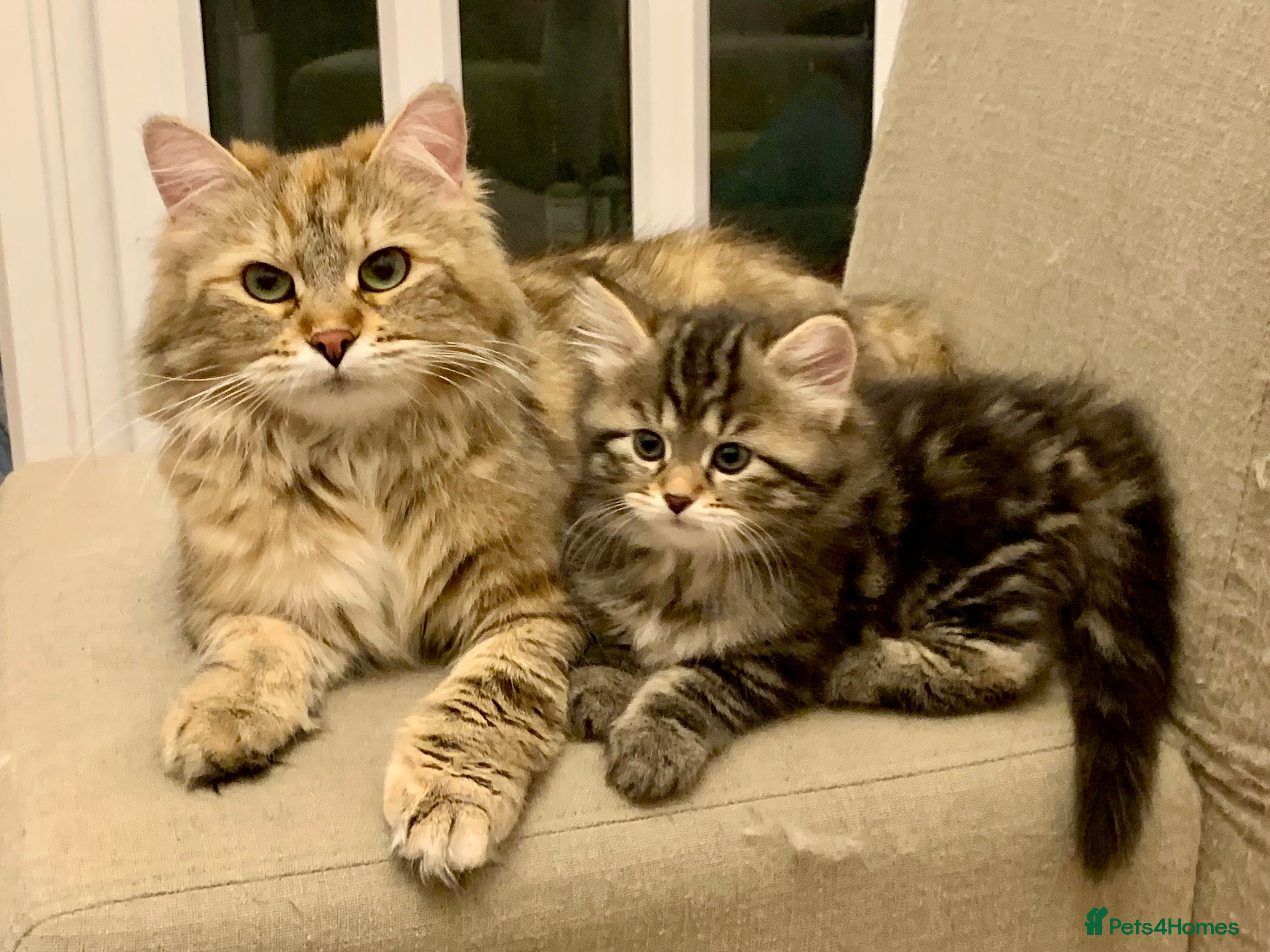 Siberian cats Siberian Kittens  - Advert 3