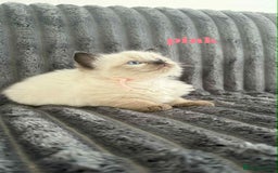 Ragdoll cats for sale: 5 Adorable Ragdoll Kittens🐾 - Image 24
