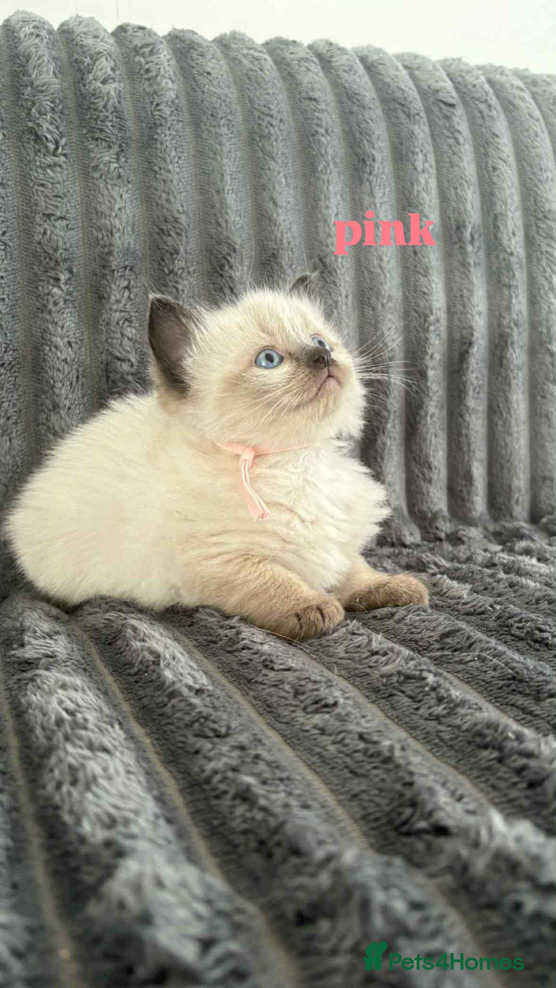 Ragdoll cats for sale: 5 Adorable Ragdoll Kittens🐾 - Image 24
