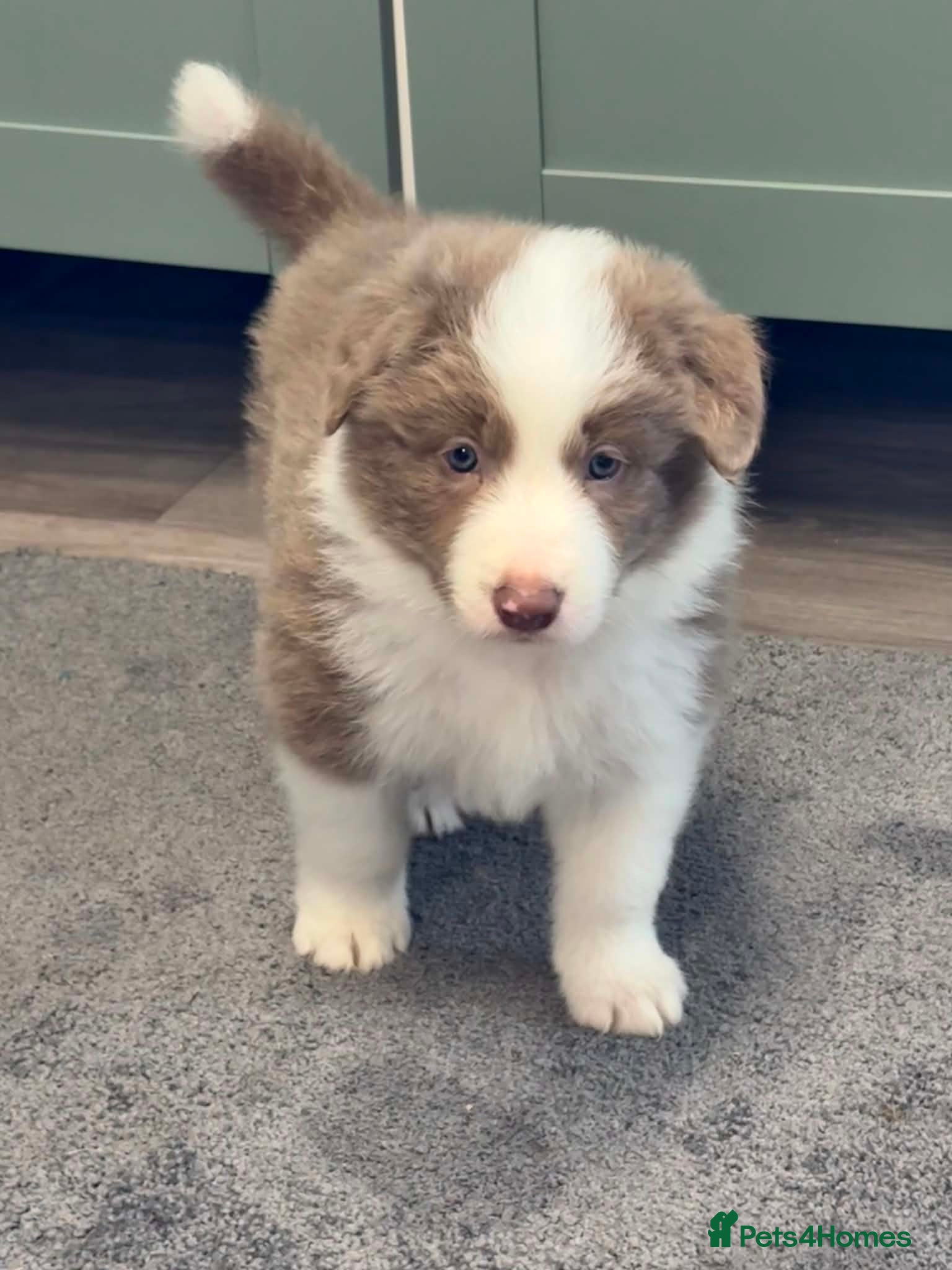 Border Collie dogs Outstanding Border Collie Puppies - Advert 1