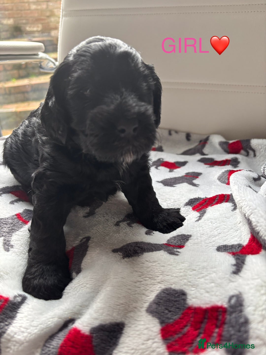 Cockapoo dogs for sale: Adorable F2 Cockapoo Puppies - First Litter  - Advert 5