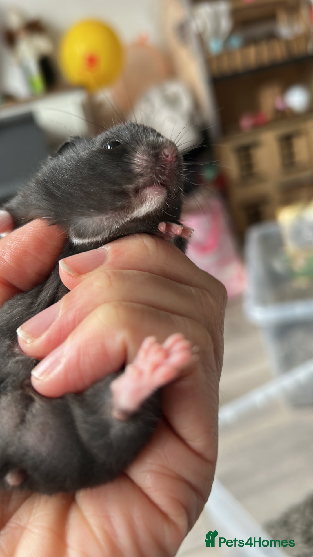 Hamster rodents for sale: Mixed males & female baby Syrian hamsters  - Advert 14
