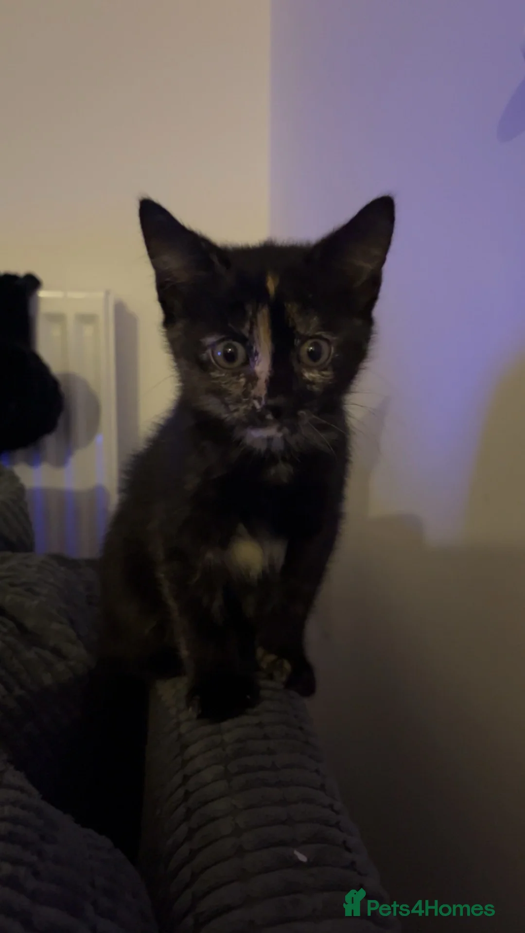 Maine Coon cats for sale: last kitten available  in Uckfield - Advert 3