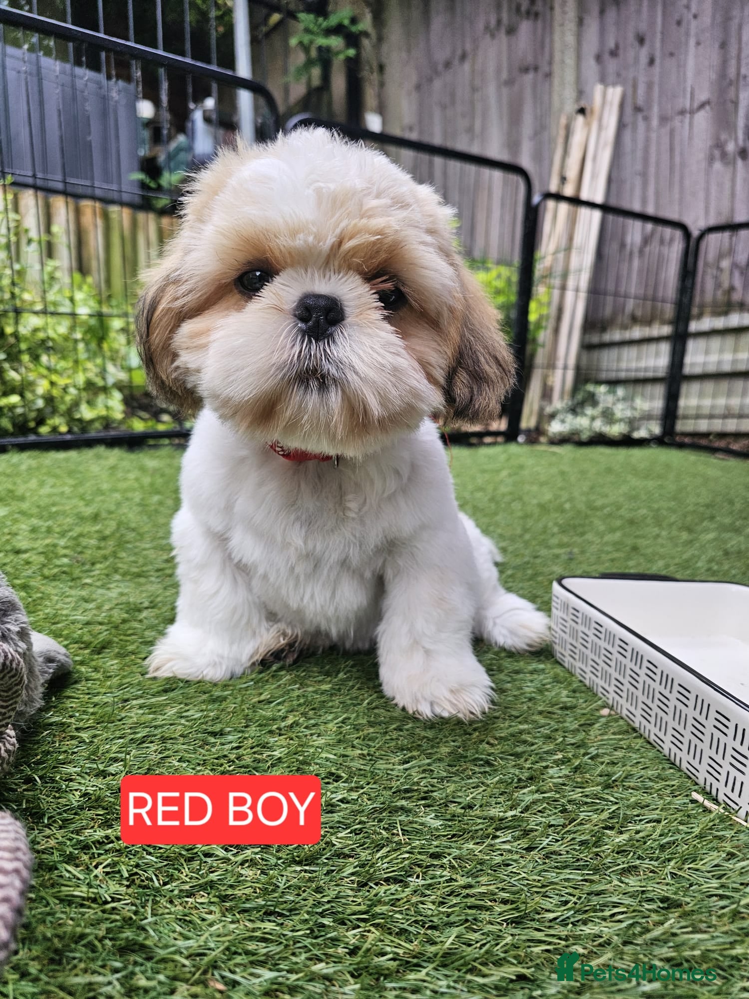 Shih Tzu dogs  💞 QUALITY STANDARD SHIH TZU COMING SOON💕 - Advert 4