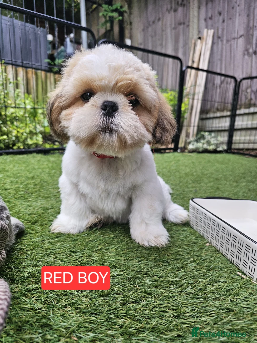 Shih Tzu dogs for sale:  💞 PURE STANDARD SHIH TZU 💕 - Advert 1