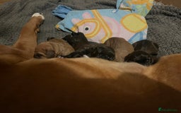 Mixed Breed dogs for sale: Boxsla (Boxer/Vizsla)  - Image 22