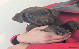 Labrador Retriever dogs for sale: Working Line Chocolate Labrador puppies  - Image 12