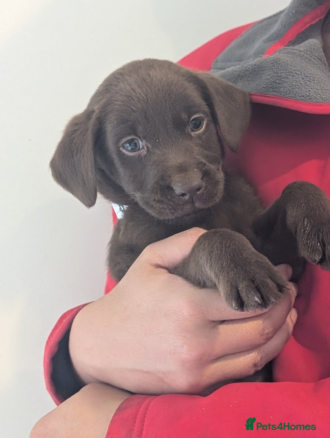 Labrador Retriever dogs for sale: Working Line Chocolate Labrador puppies  - Image 12