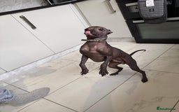 Mexican Hairless dogs for sale: MINI MEXICAN HAIRLESS MALE!   - Image 10