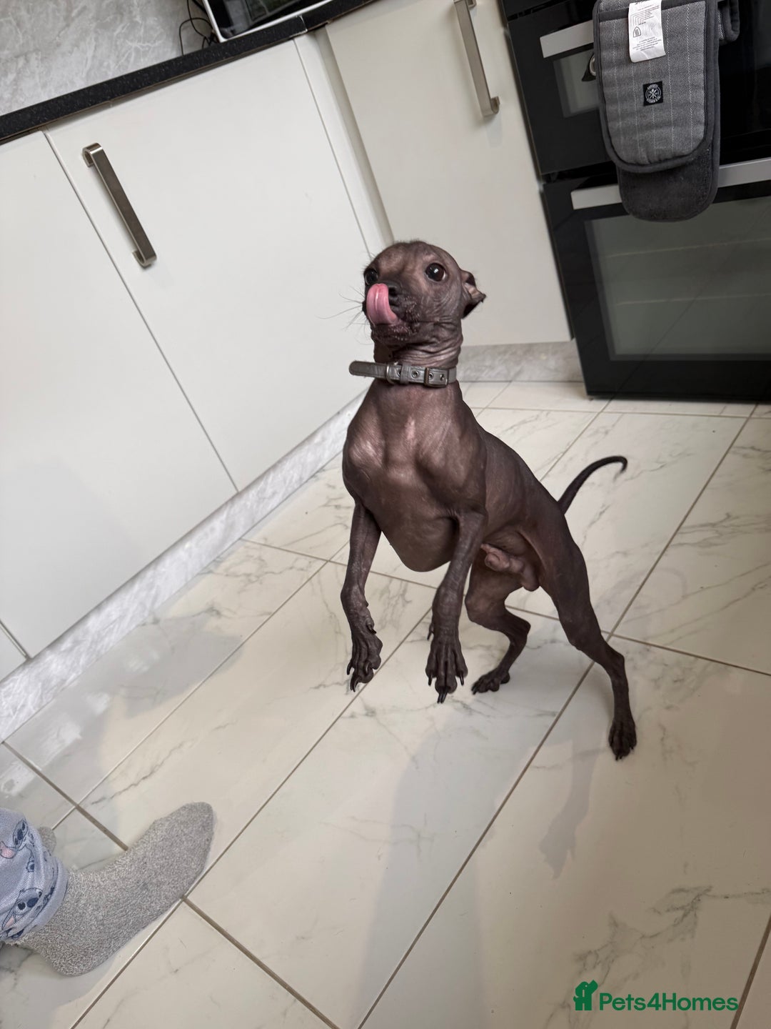 Mexican Hairless dogs for sale: MINI MEXICAN HAIRLESS MALE!   - Image 10