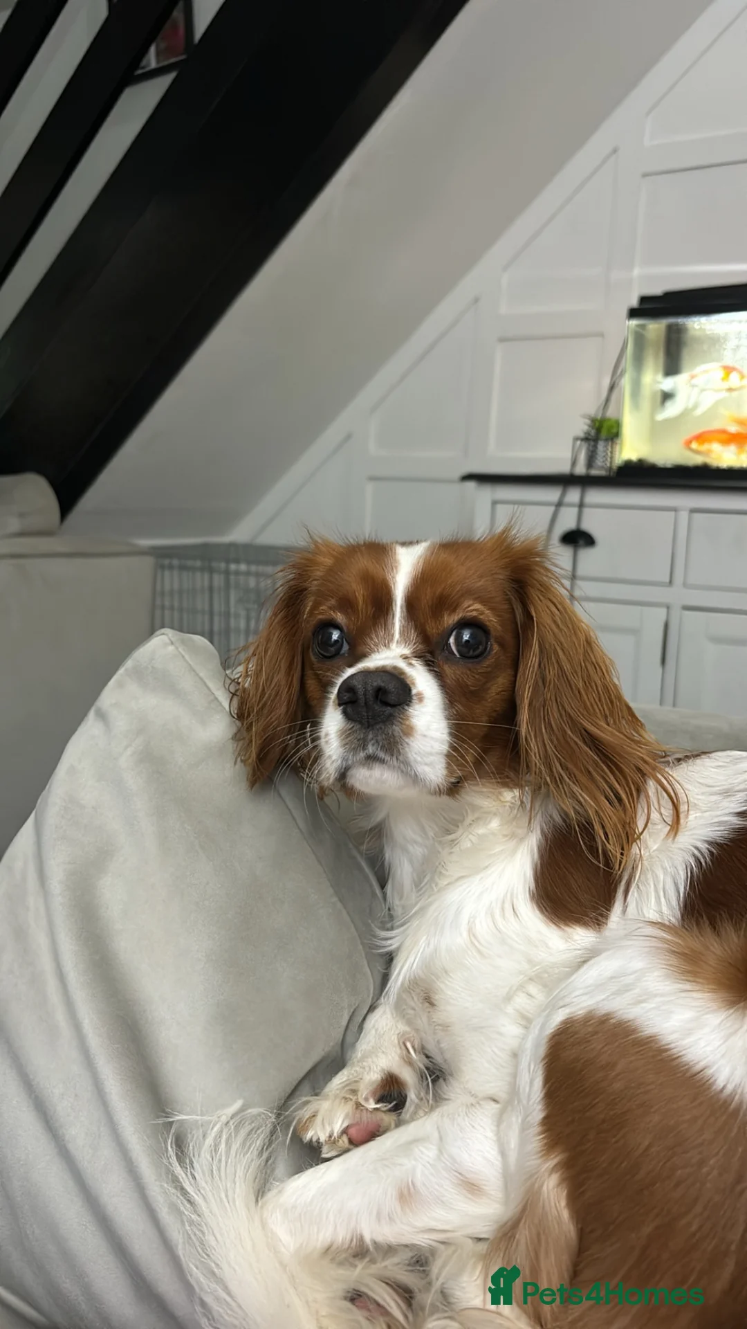 Gallery Image {{count}}