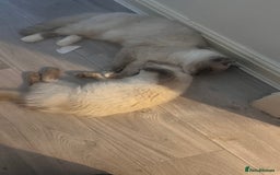 Ragdoll cats for sale: Milo & Mila my beloved cats  - Image 7