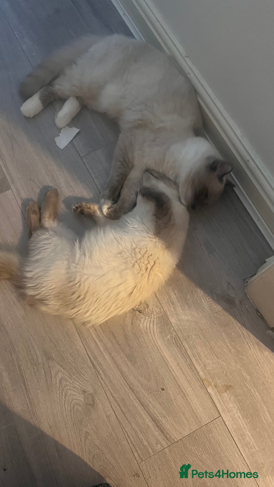 Ragdoll cats for sale: Milo & Mila my beloved cats  - Image 7