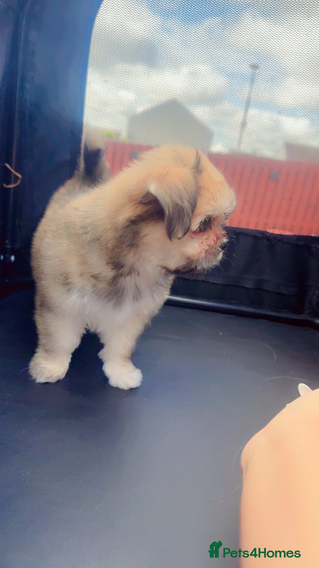 Mixed Breed dogs for sale: Tini Malchi puppies  - Image 14