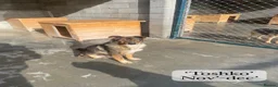 Mixed Breed dogs for adoption: Toshko, approx 10 yrs. Available for adoption. - Advert 2