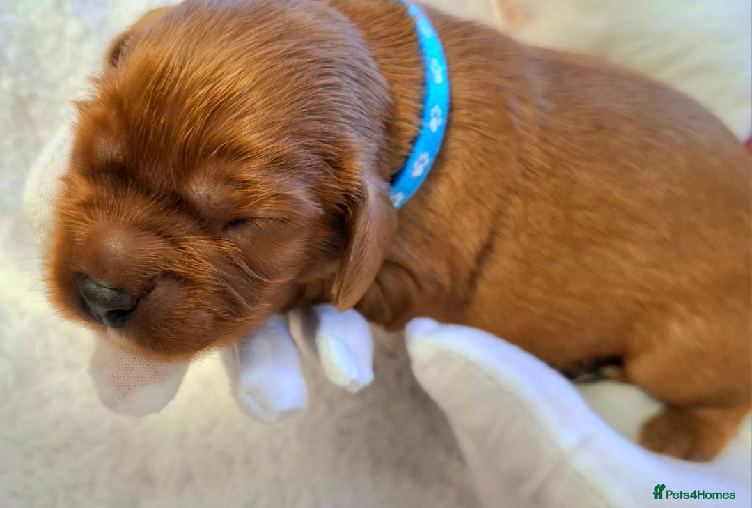 Cavalier King Charles Spaniel dogs for sale: 🥇❤️Beautiful Cavalier King Charles Spaniel 🐾⭐️ - Advert 6