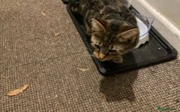 Mixed Breed cats for sale: Mixed breed cats  - Advert 5