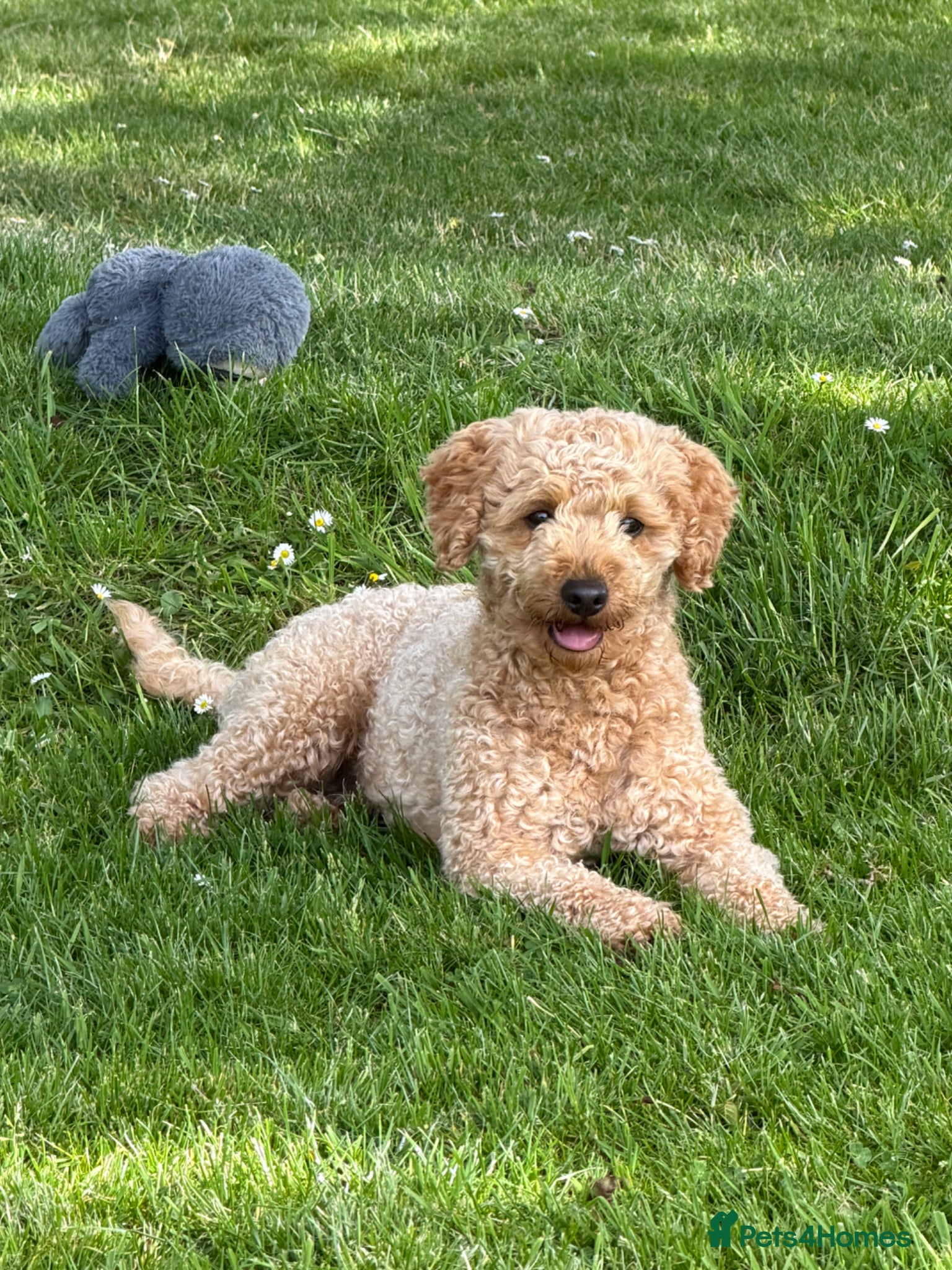 Cockapoo dogs KC Reg Toy Poodle Stud Dog DNA Tested Somerset - Advert 1
